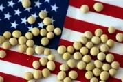 中美大豆贸易博弈升级：美国豆农承压 中国市场策略显效
