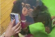 上海野生动物园提示“不要给网红猩猩看手机”！园方：眼睛会坏，猩猩也没办法戴眼镜，会变得焦躁