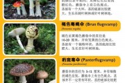 多名在瑞典旅行的中国游客误采误食有毒蘑菇致食物中毒，中使馆提醒